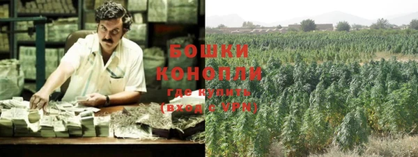 прущие грибы Богородицк